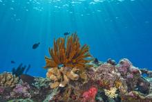 Penn State was recognized by the coral reef community with making significant contributions to coral reef research