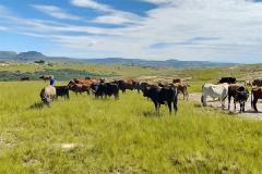 Rangelands in South Africa