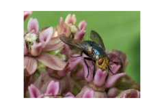 Pictured here is a blue fly pollinating common milkweed