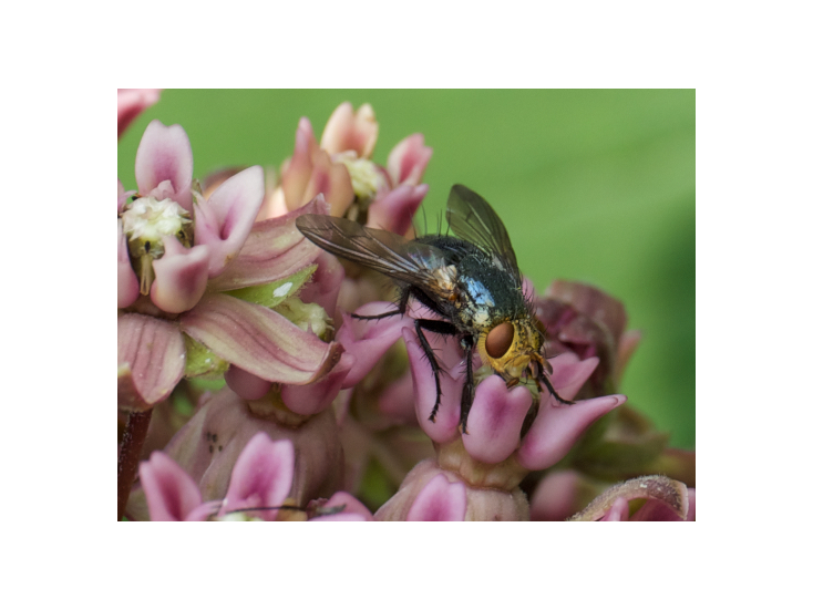 Pictured here is a blue fly pollinating common milkweed