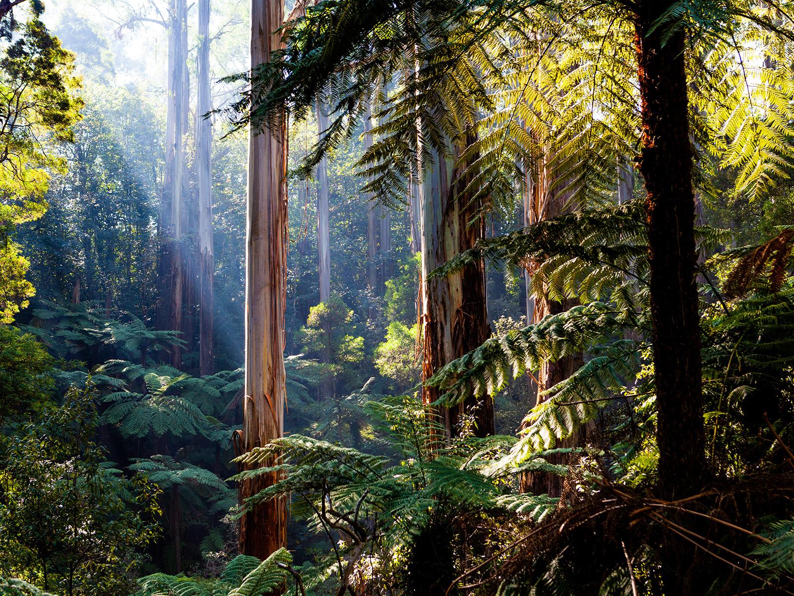 Fossil evidence is reshaping the understanding of modern forest management practices used in Australian rainforests