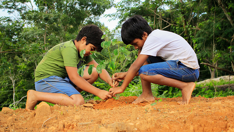 Boys planting in soil