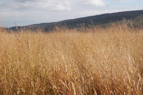 A switchgrass field near the Russell E. Larson Agricultural Research Center at Rock Springs