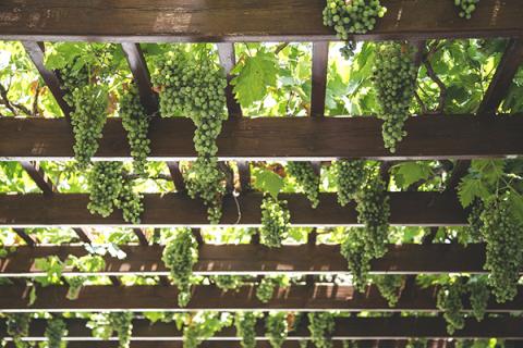 Green grapes ready for harvest 