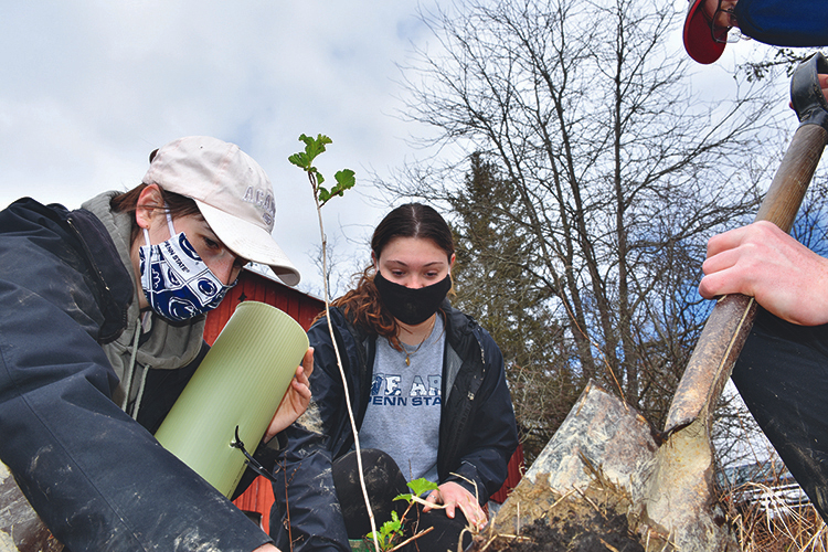 Students planting trees